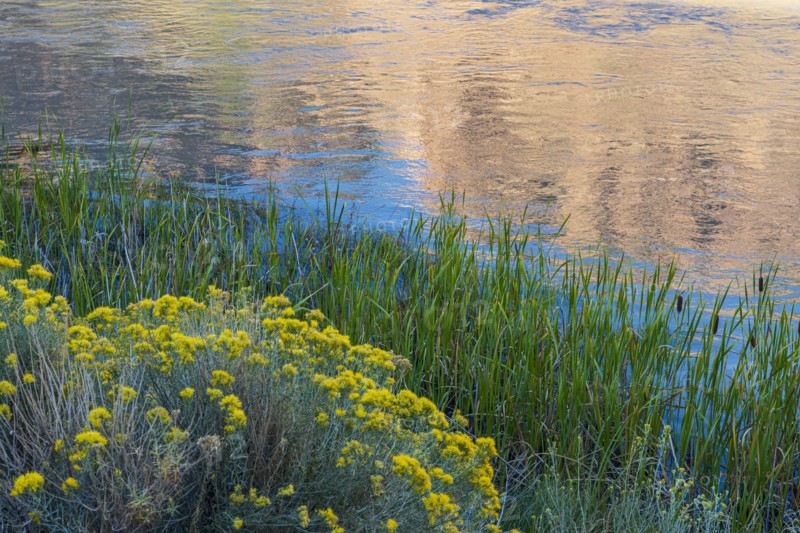 Usa, New Mexico, Abiquiu, Rio Chama, Blooming bushes and grass growing at Chama River, Abiquiu, New Mexico, USA
