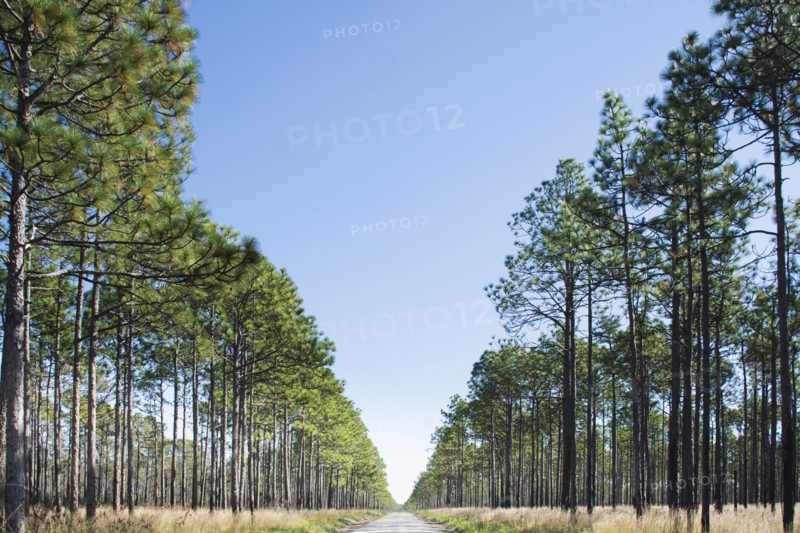 USA, North Carolina, Hampstead, Fire road in forest of Longleaf Pine trees, Hampstead, Hampstead, North Caroiina, USA