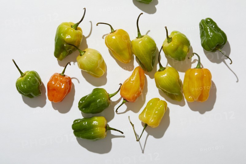 Overhead view of Habanero Peppers on white background, New York, New York, USA