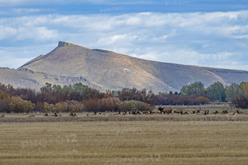 USA, Idaho, Bellevue, Field and hills in Fall season near Sun Valley, Bellevue, Idaho, USA