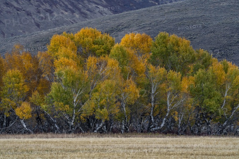 USA, Idaho, Bellevue, Trees and field in Fall season near Sun Valley, Bellevue, Idaho, USA