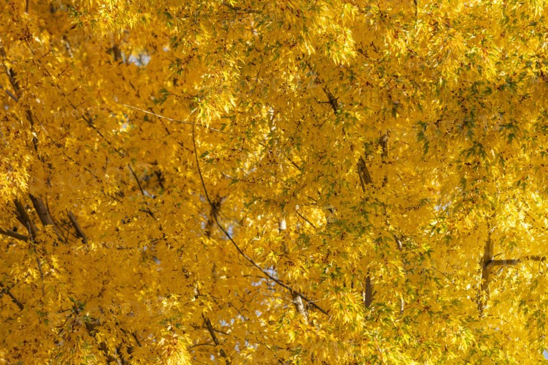 USA, Idaho, Bellevue, Close-up of tree with golden fall leaves, Bellevue, Idaho, USA