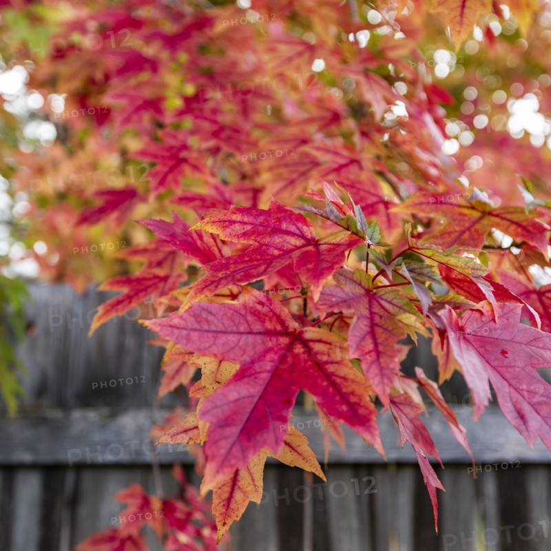 USA, Idaho, Bellevue, Close-up of red maple leaves at wooden fence near Sun Valley, Bellevue, Idaho, USA
