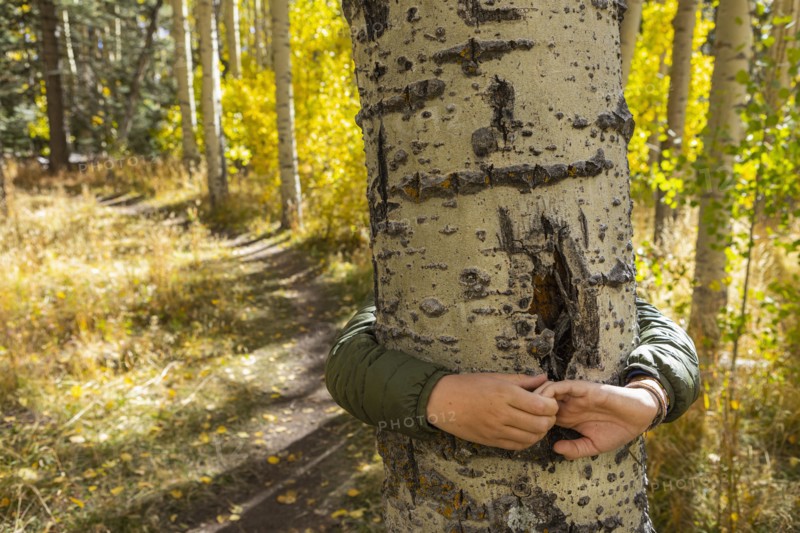 USA, New Mexico, Hands of boy hugging aspen tree in Santa Fe National Forest, Santa Fe, New Mexico, USA