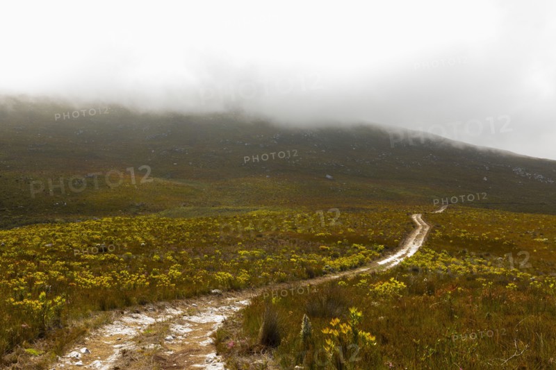 South Africa, Hermanus, Fernkloof Nature Reserve landscape and trail, Hermanus, , South Africa