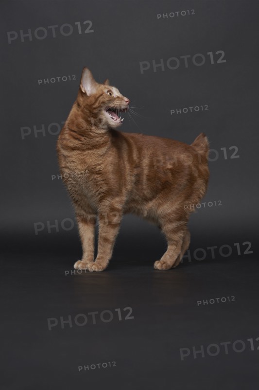 Studio portrait of ginger cat, Austin, Texas, USA