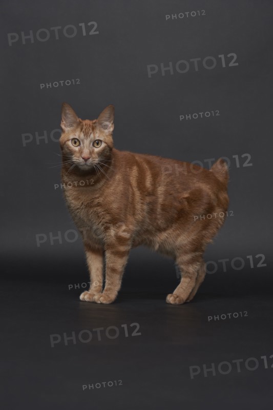 Studio portrait of ginger cat, Austin, Texas, USA