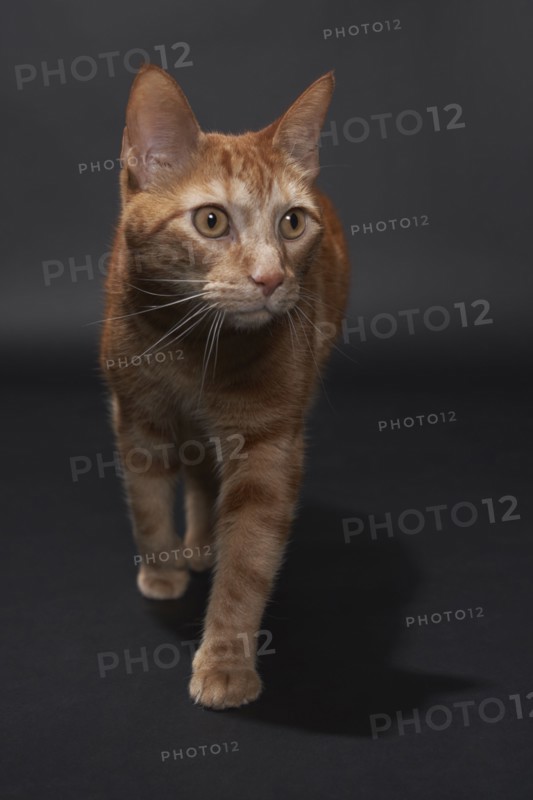 Studio portrait of ginger cat, Austin, Texas, USA