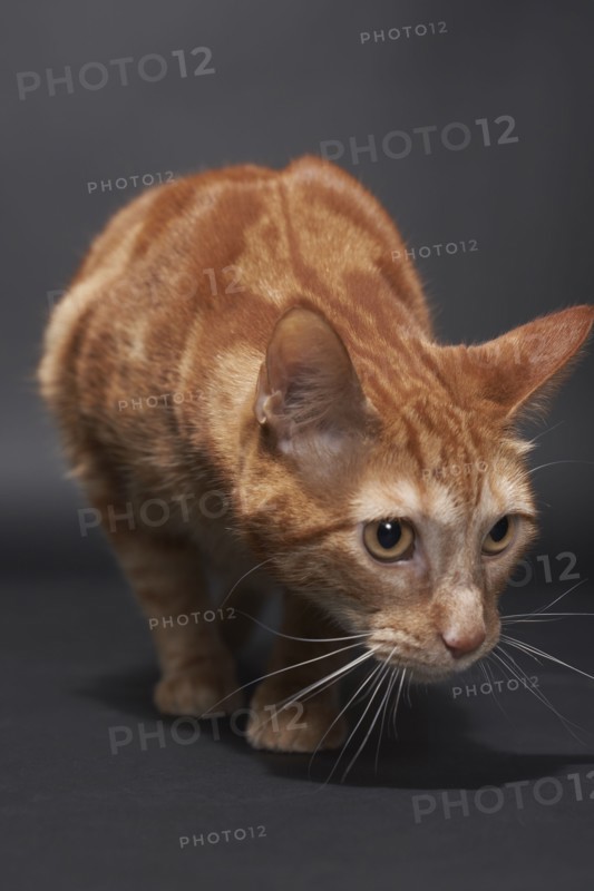 Studio portrait of ginger cat, Austin, Texas, USA