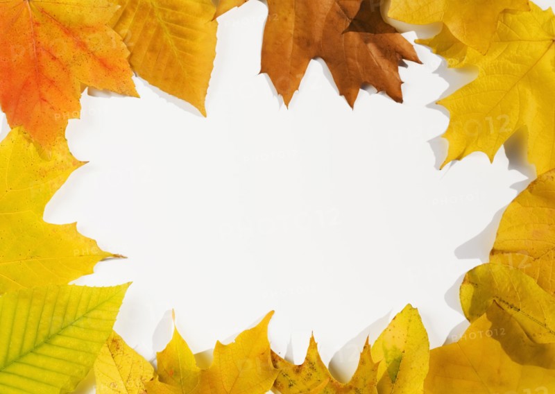 USA, New Jersey, Chatham, Frame of orange and yellow autumn sugar maple leaves on white background, Chatham, New Jersey, USA