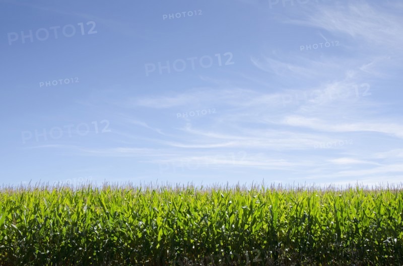 USA, New Jersey, Stillwater, Wispy clouds above cornfield, Stillwater, New Jersey, USA