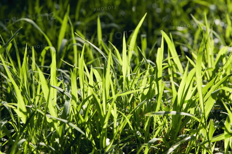 USA, New York State, New York City, Close-up of blades of grass in sunlight, New York City, New York, USA