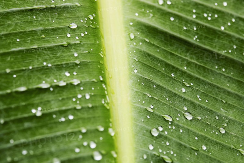Close-up of palm leaf with raindrops, , St. John, US Virgin Islands