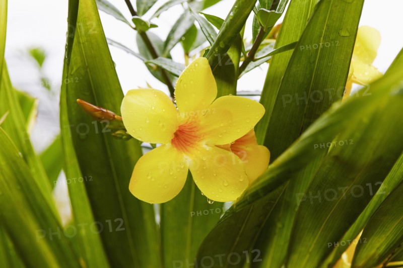 Close-up of tropical yellow flower and green leaves with raindrops, , St. John, US Virgin Islands