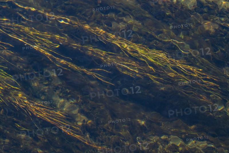 Close-up of underwater vegetation in Silver Creek, Bellevue, Idaho, USA