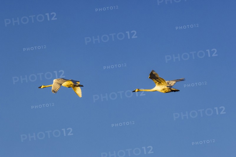 Two Trumpeter Swans flying against blue sky at sunset, Bellevue, Idaho, USA