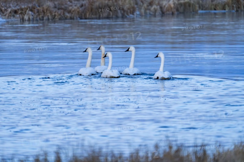 Trumpeter Swans floating on spring creek in winter, Bellevue, Idaho, USA