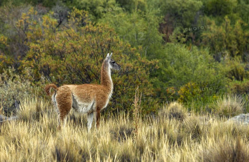 Wild guanaco in grassy field on Estancia Arroyo Verde, Estancia Arroyo Verde, Nequen Province, Argentina