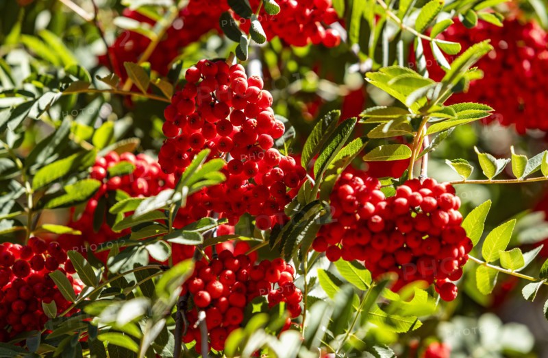Close-up of bunches of red berries on mountain-ash, Estancia Arroyo Verde, Nequen Province, Argentina