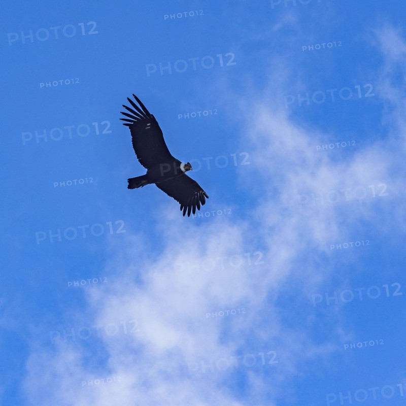 Argentina, Santa Cruz, El Chalten, Low angle view of Andean condor flying against sky, El Chalten, Santa Cruz, Argentina
