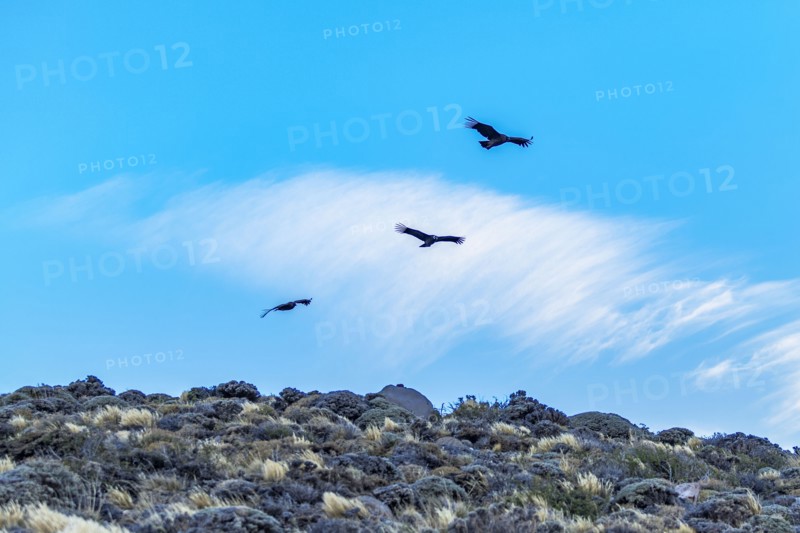 Argentina, Santa Cruz, El Chalten, Low angle view of Andean condors flying against sky, El Chalten, Santa Cruz, Argentina