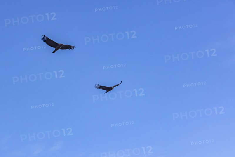 Argentina, Santa Cruz, El Chalten, Low angle view of Andean condors flying against clear sky, El Chalten, Santa Cruz, Argentina