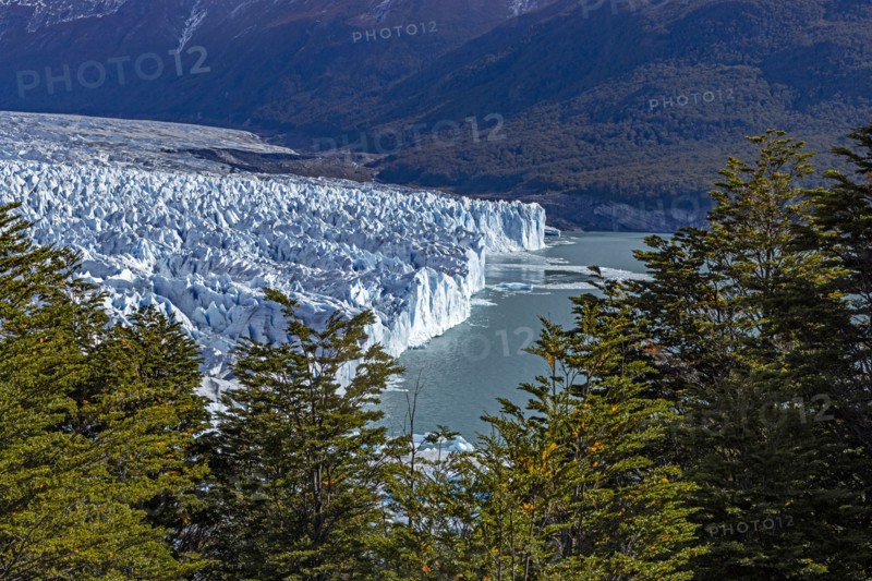 Argentina, Santa Cruz, El Calafate, High angle view of Perito Moreno glacier with trees in foreground, El Calafate, Santa Cruz, Argentina