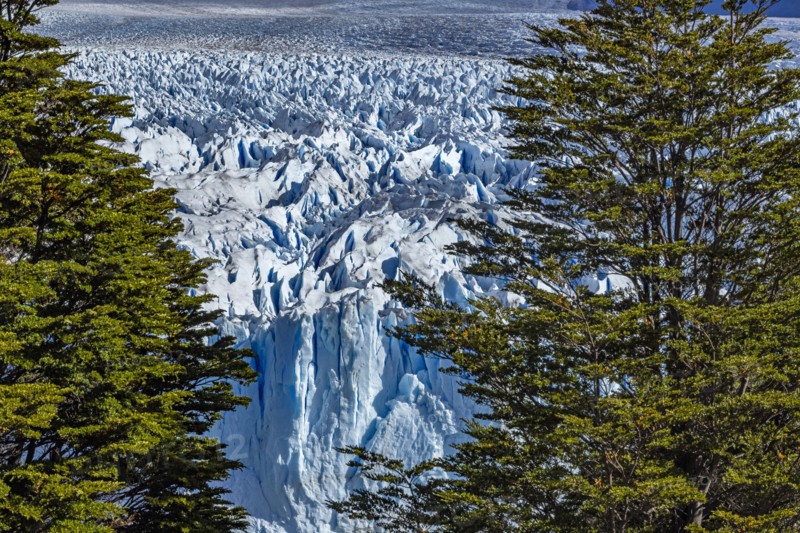 Argentina, Santa Cruz, El Calafate, Vew of Perito Moreno glacier with trees in foreground, El Calafate, Santa Cruz, Argentina