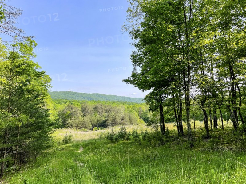 USA, Virginia, Blacksburg, Green trees and field in summer, Blacksburg, Virginia, USA