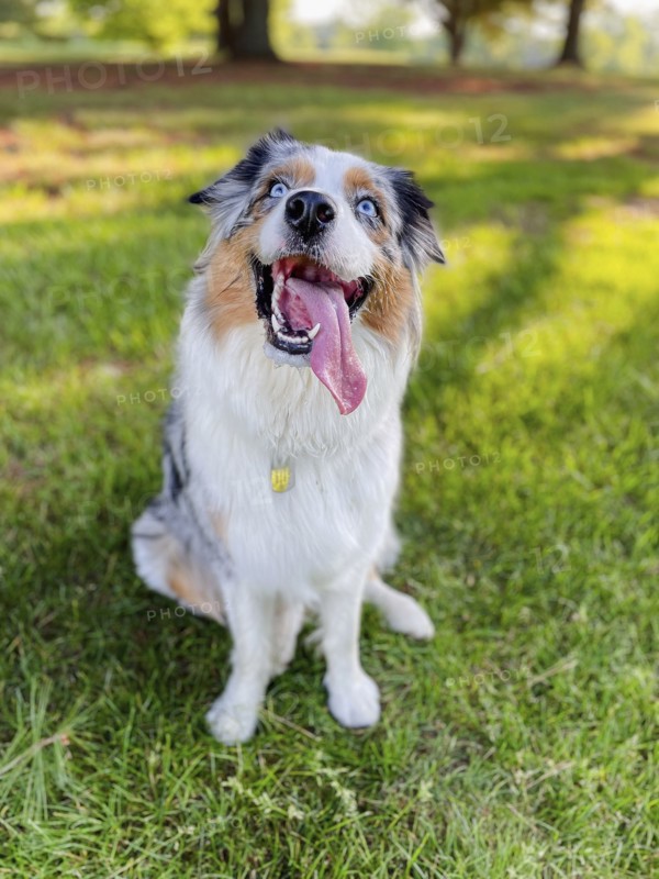 USA, Virginia, Blacksburg, Blue Merle Australian Shepherd sitting on grass, Blacksburg, Virginia, USA