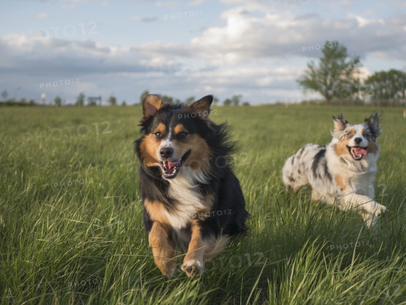 USA, Virginia, Blacksburg, Two Australian Shepherds running in grassy field, Blacksburg, Virginia, USA