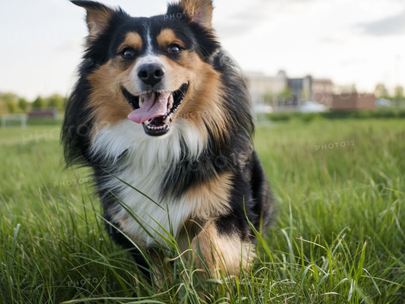 USA, Virginia, Blacksburg, Black Tri Australian Shepherd sitting in grassy field, Blacksburg, Virginia, USA