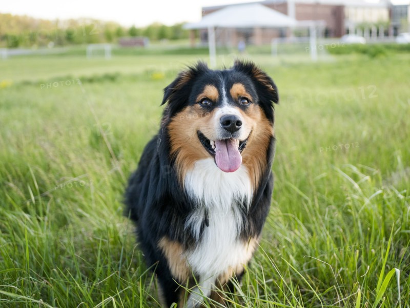 USA, Virginia, Blacksburg, Black Tri Australian Shepherd sitting in grassy field, Blacksburg, Virginia, USA