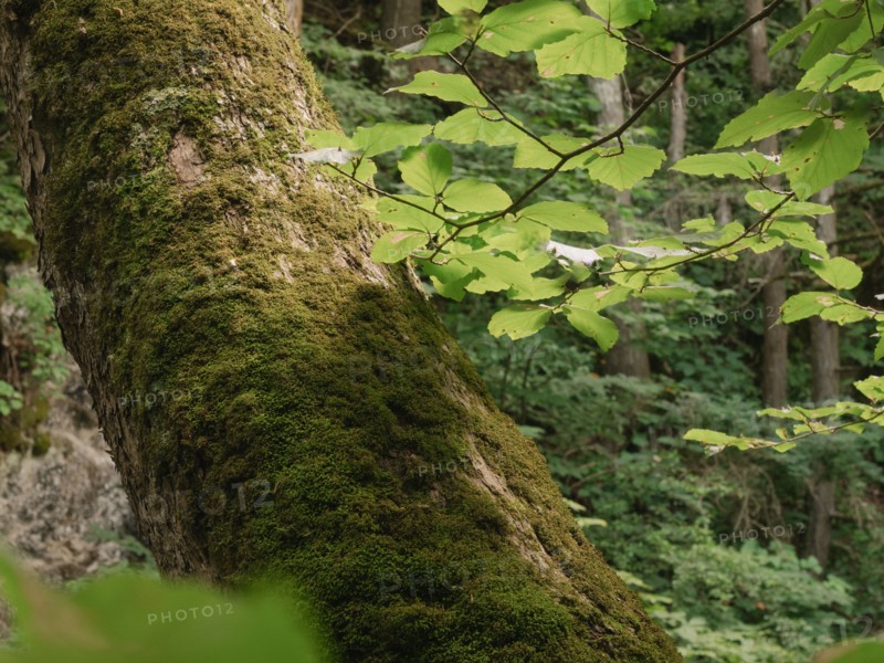 USA, Virginia, Blacksburg, Moss covered tree trunk in forest, Blacksburg, Virginia, USA