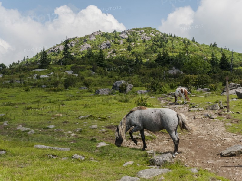 USA, Virginia, Wild horses grazing in Mount Rogers National Recreation Area, Mount Rogers National Recreation Area, Virginia, USA