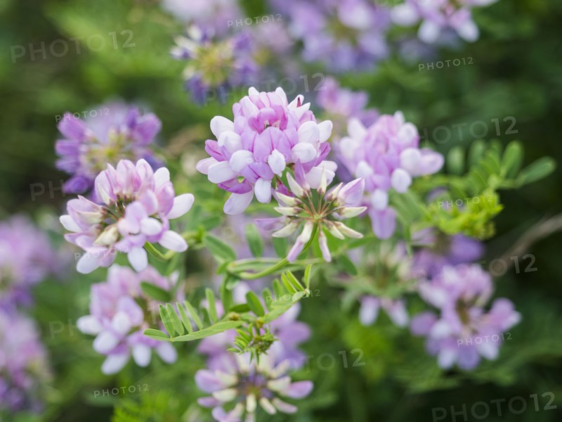 USA, Virginia, Blacksburg, Close-up of purple clover bloom, Blacksburg, Virginia, USA
