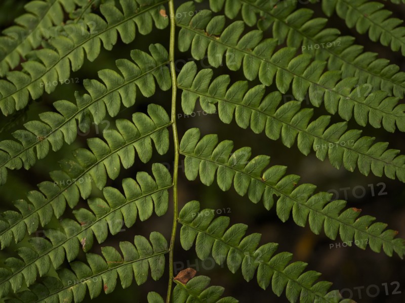 USA, Virginia, Mountain Lake Conservancy, Close-up of green fern leaves, Mountain Lake Conservancy, Virginia, USA
