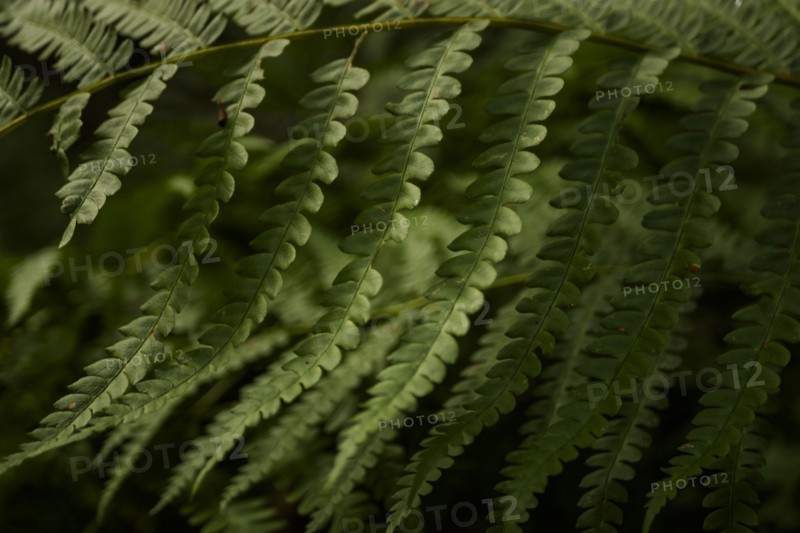 USA, Virginia, Mountain Lake Conservancy, Close-up of green fern leaves, Mountain Lake Conservancy, Virginia, USA