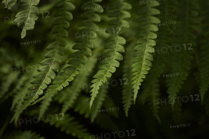 USA, Virginia, Mountain Lake Conservancy, Close-up of green fern leaves, Mountain Lake Conservancy, Virginia, USA
