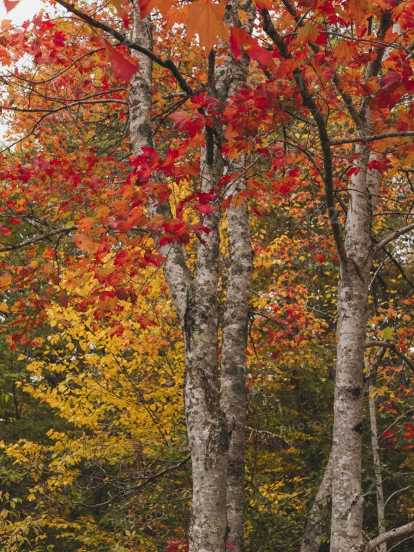 USA, Virginia, Blacksburg, Trees with red and yellow leaves in autumn, Blacksburg, Virginia, USA