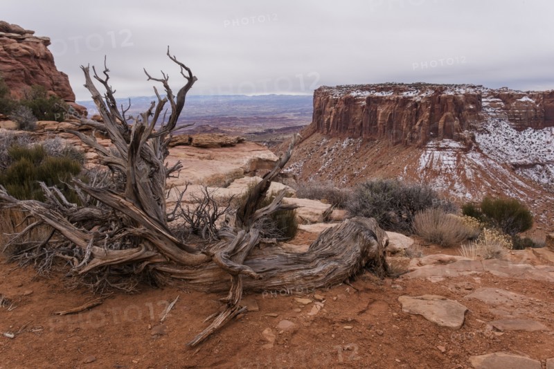USA, Utah, Wood and rock formations in Canyon Lands National Park, Canyon Lands National Park, Utah, USA