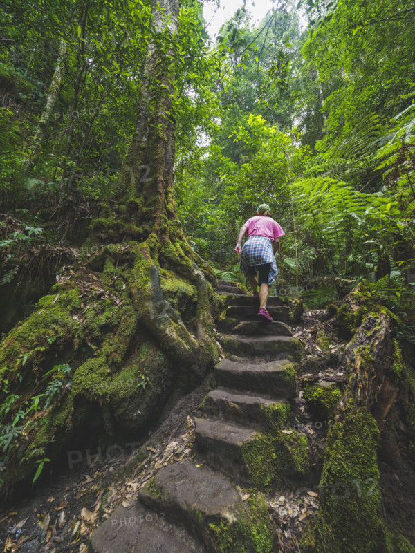 Rear view of woman climbing up stone steps in forest
Blackheath, New South Wales, Australia
