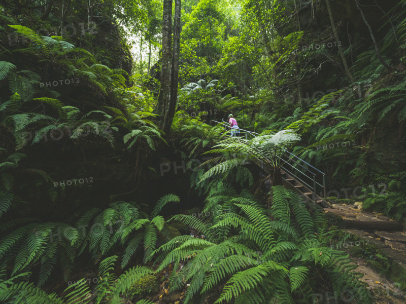 Woman walking on steps in tropical forest
Blackheath, New South Wales, Australia