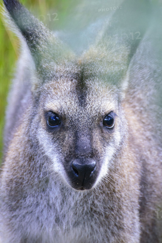 Close-up of kangaroo looking at camera
Kandos, New South Wales, Australia