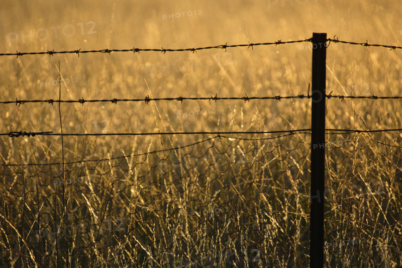 Barbed wire fence in grassy field
Kandos, New South Wales, Australia