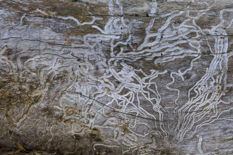 Close-up of woodworm tracks on wood
Kandos, New South Wales, Australia