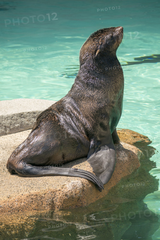 Sea lion sitting on rock in water
Vancouver, British Columbia, Canada