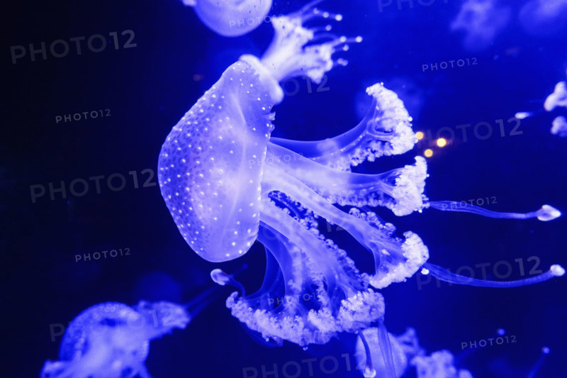 Purple jellyfish swimming underwater in aquarium
Vancouver, British Columbia, Canada