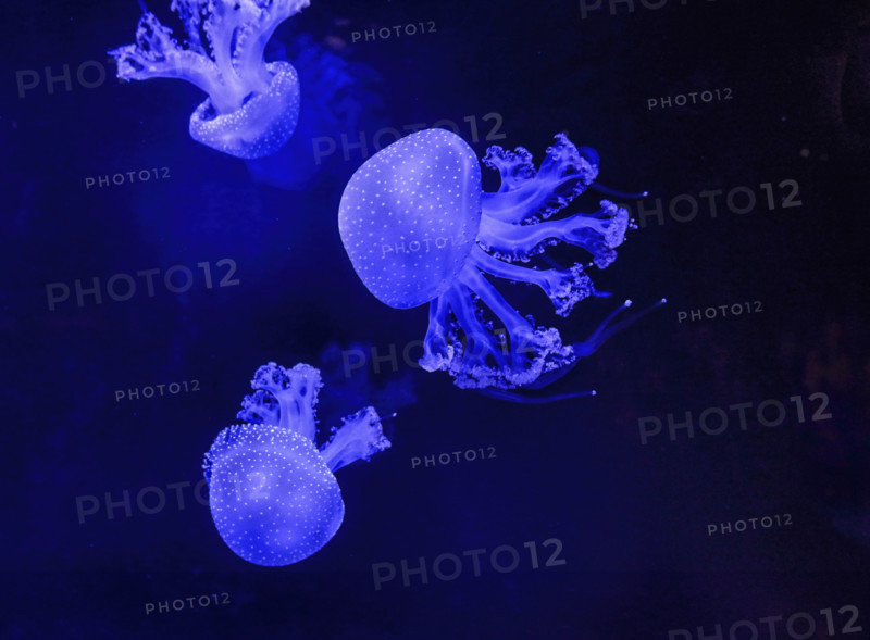 Purple jellyfish swimming underwater in aquarium
Vancouver, British Columbia, Canada