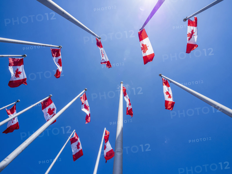Low angle view of Canadian flags on flagpoles against blue sky on sunny day
Vancouver, British Columbia, Canada